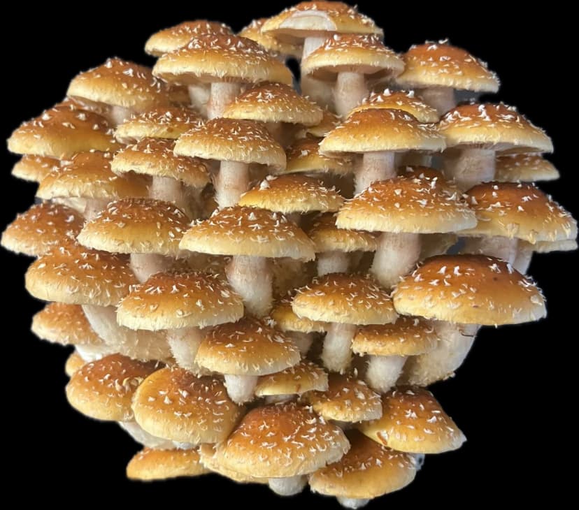 Buchenschüppling