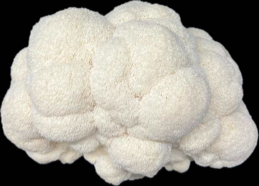 Igelstachelbart